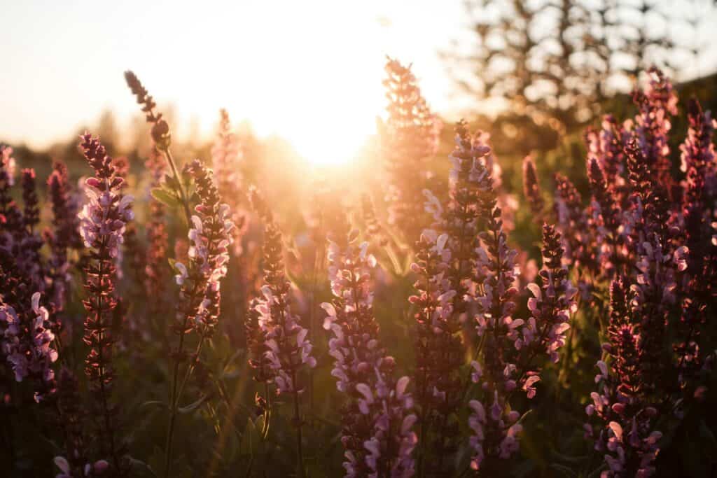 Beautiful lavender flowers bathed in sunlight in a serene outdoor setting for what to expect and how to prepare for a reiki session